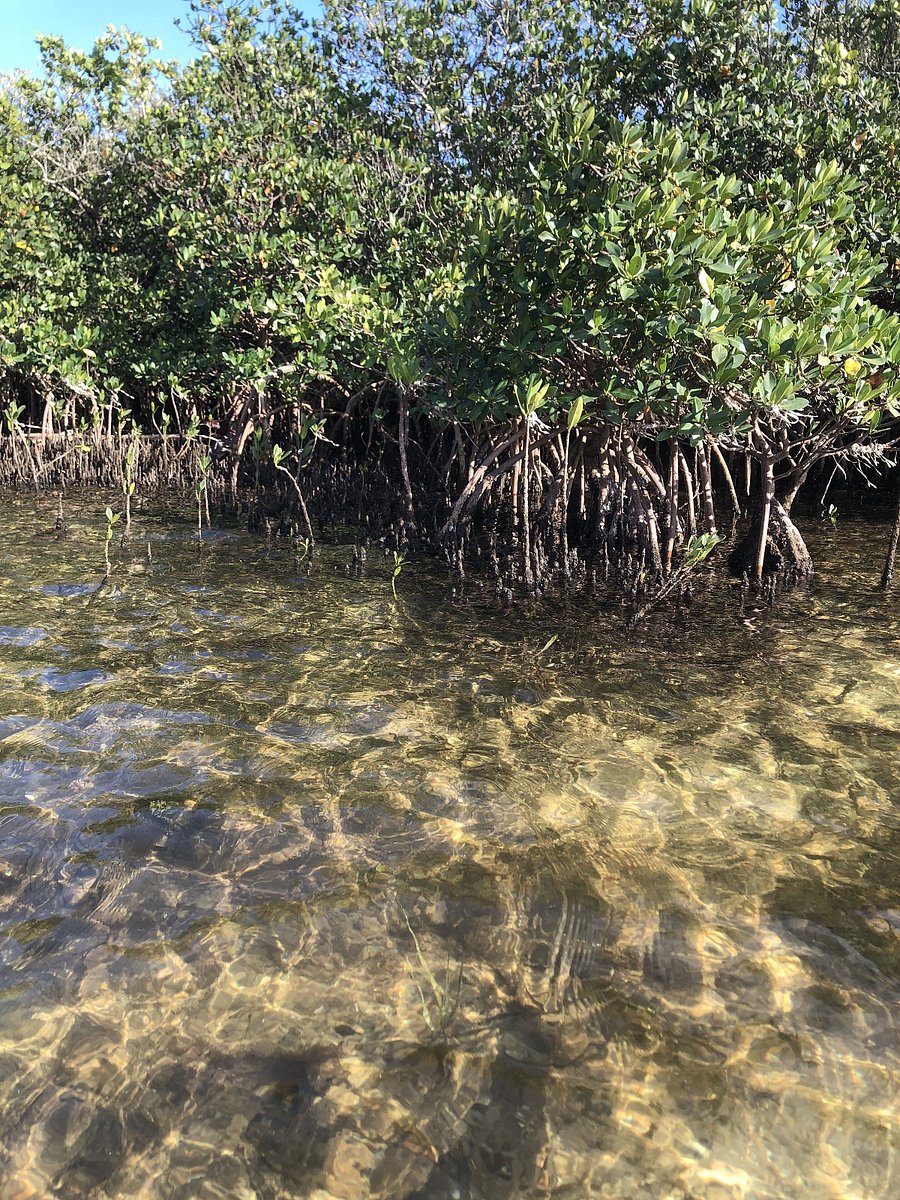 Nearby mangroves