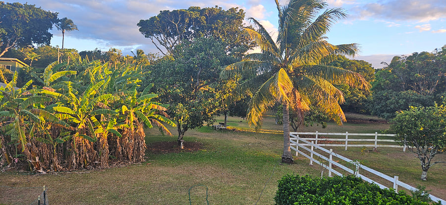 Beautiful property full of mature fruit trees. 