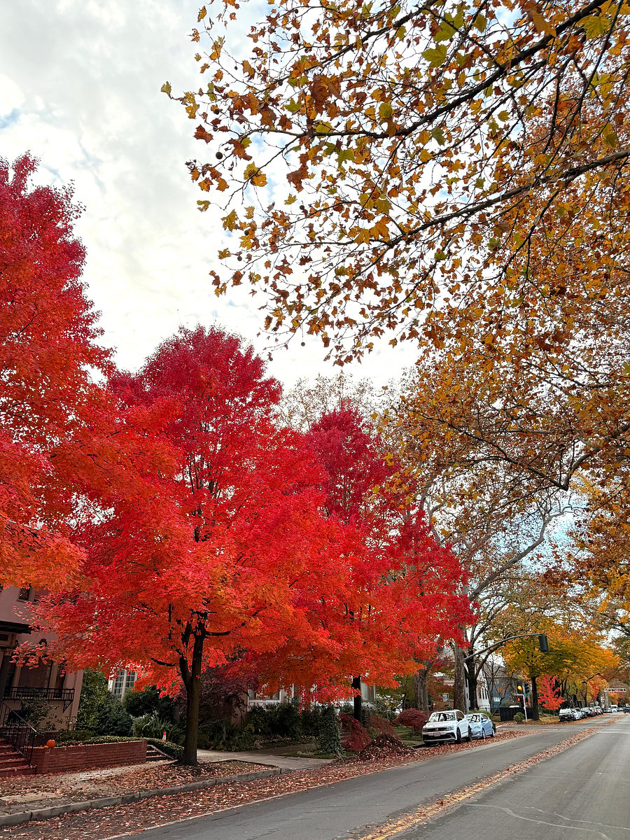 SacTown colors of fall on G St