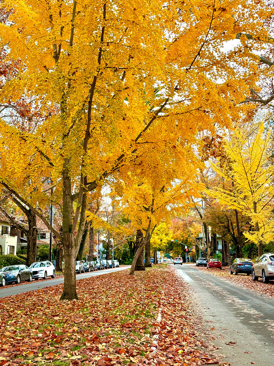 SacTown colors of fall on 21st St