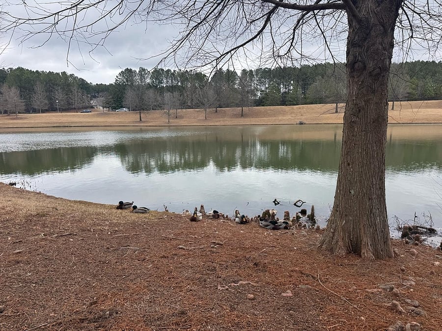 Neighborhood lake with sidewalk paths