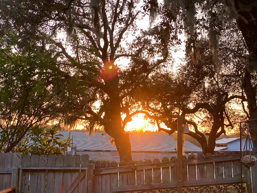 View from the back yard