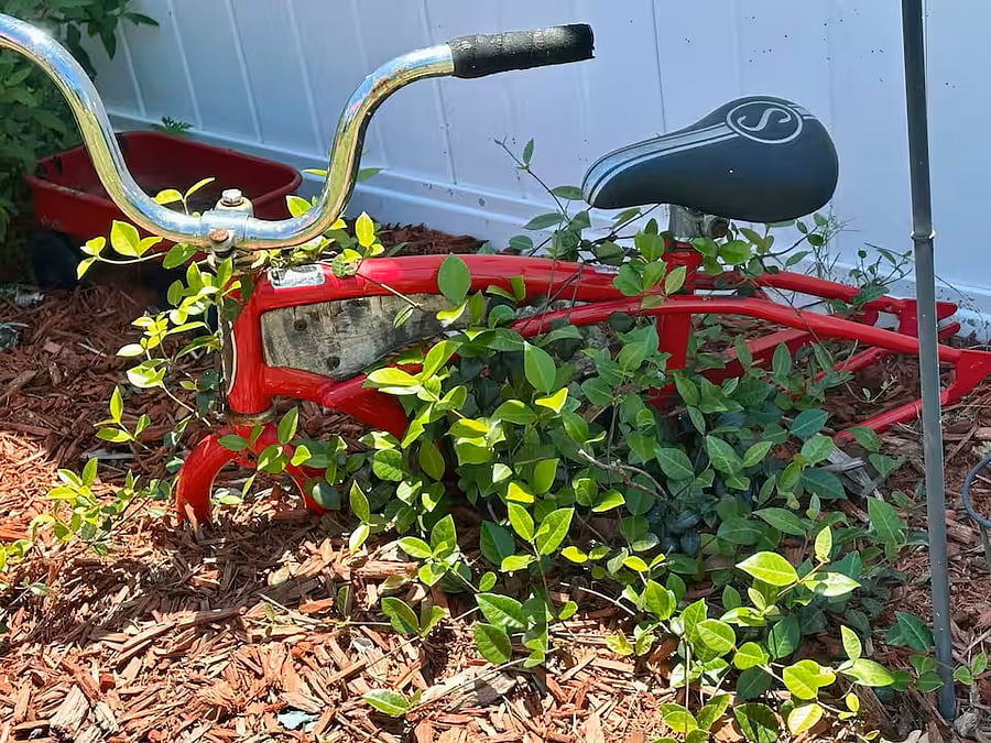 You will find "quirky decor" around the yard. We find these unique touches make us smile as we glance their way.