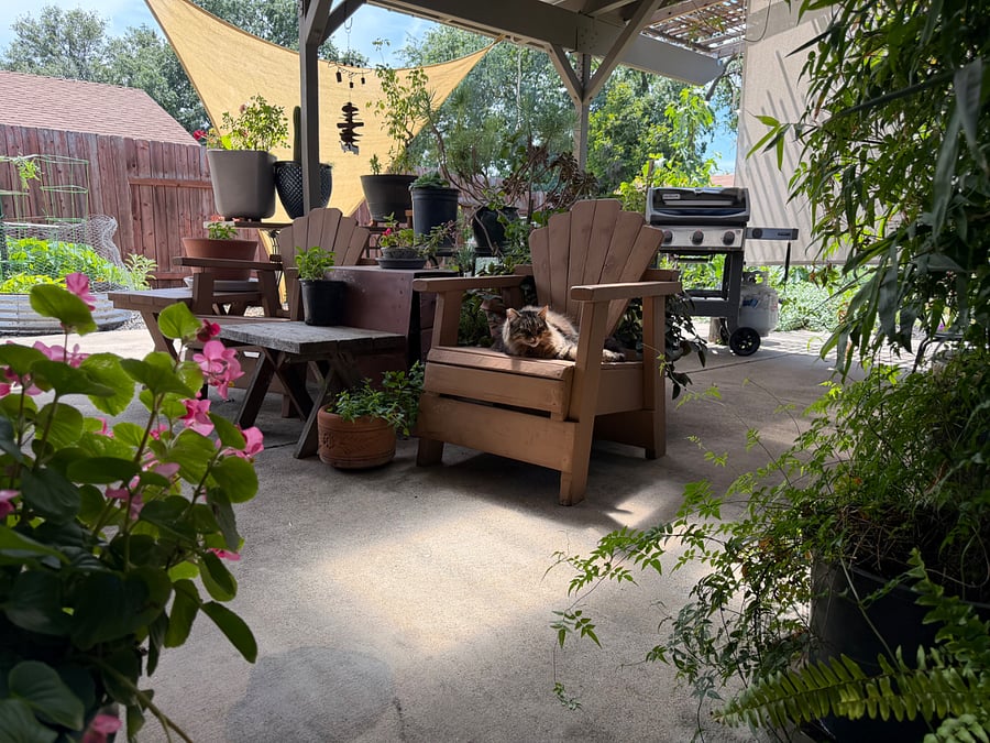The shaded pergola perfect for BBQing, outdoor dining, or relaxing. Our outdoor cat, Barnaby, is shown.