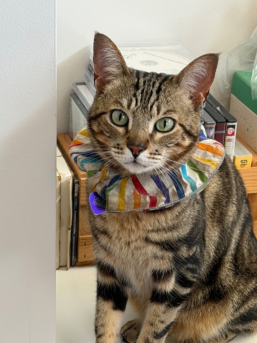 Mayapurr wears a collar called Birds be Safe bc she is loves a tasty birdy treat, and is too good at catching them!