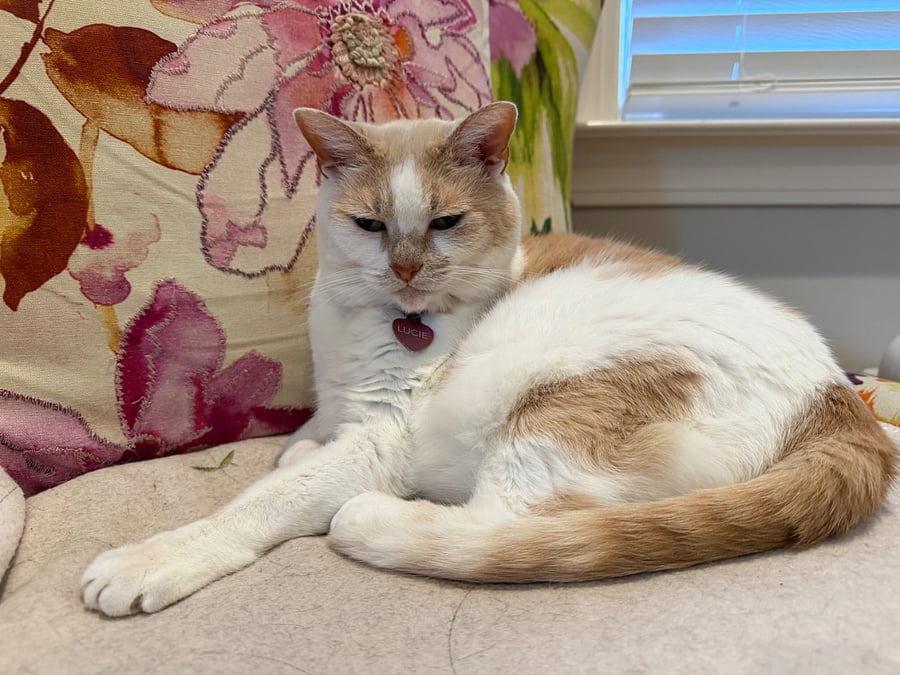 Lucie is a sweet old lady cat, and has the loudest purr of any cat!