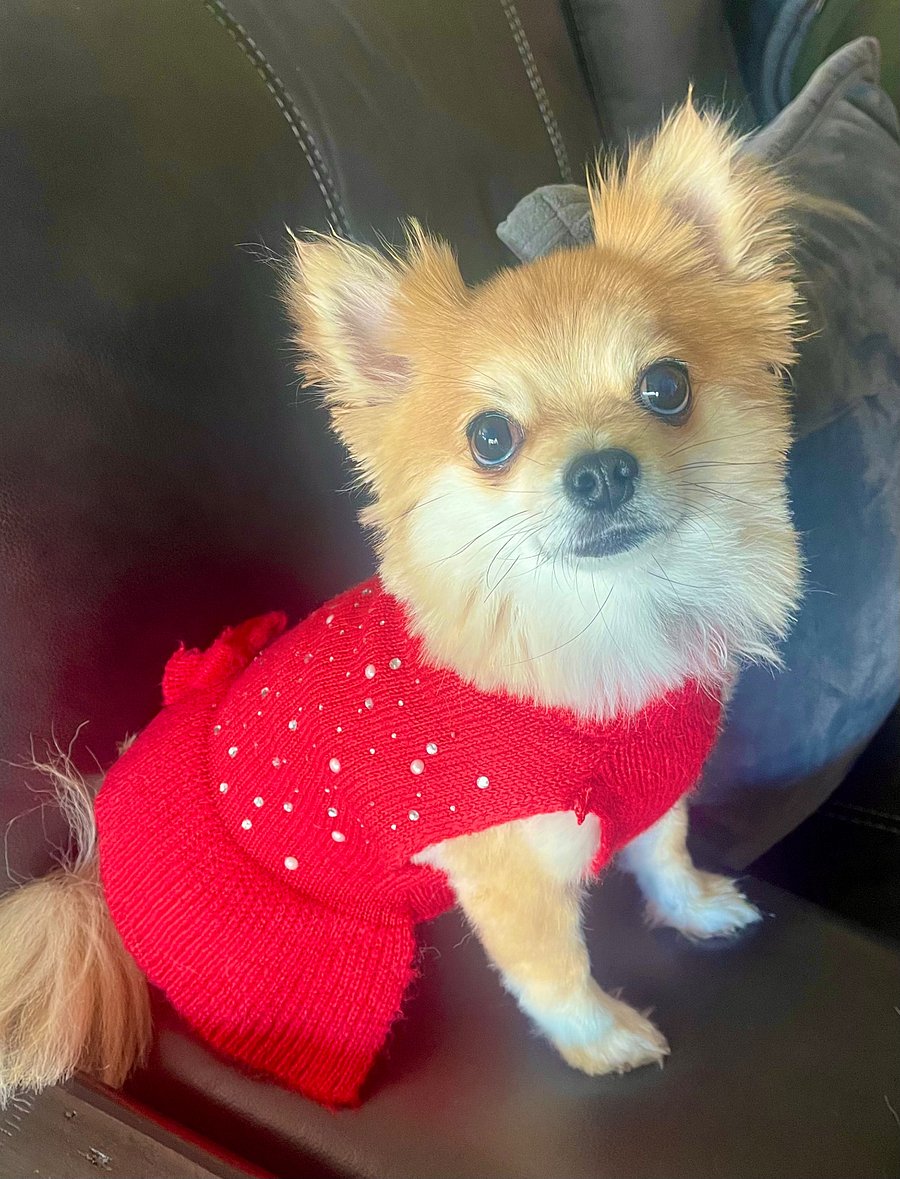 Bella, my 3 year old PomChi. 