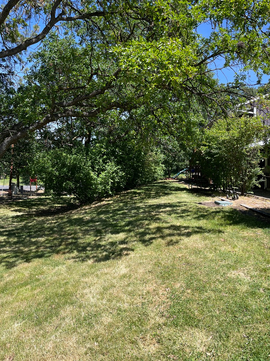 Huge lawn with oak trees for shade