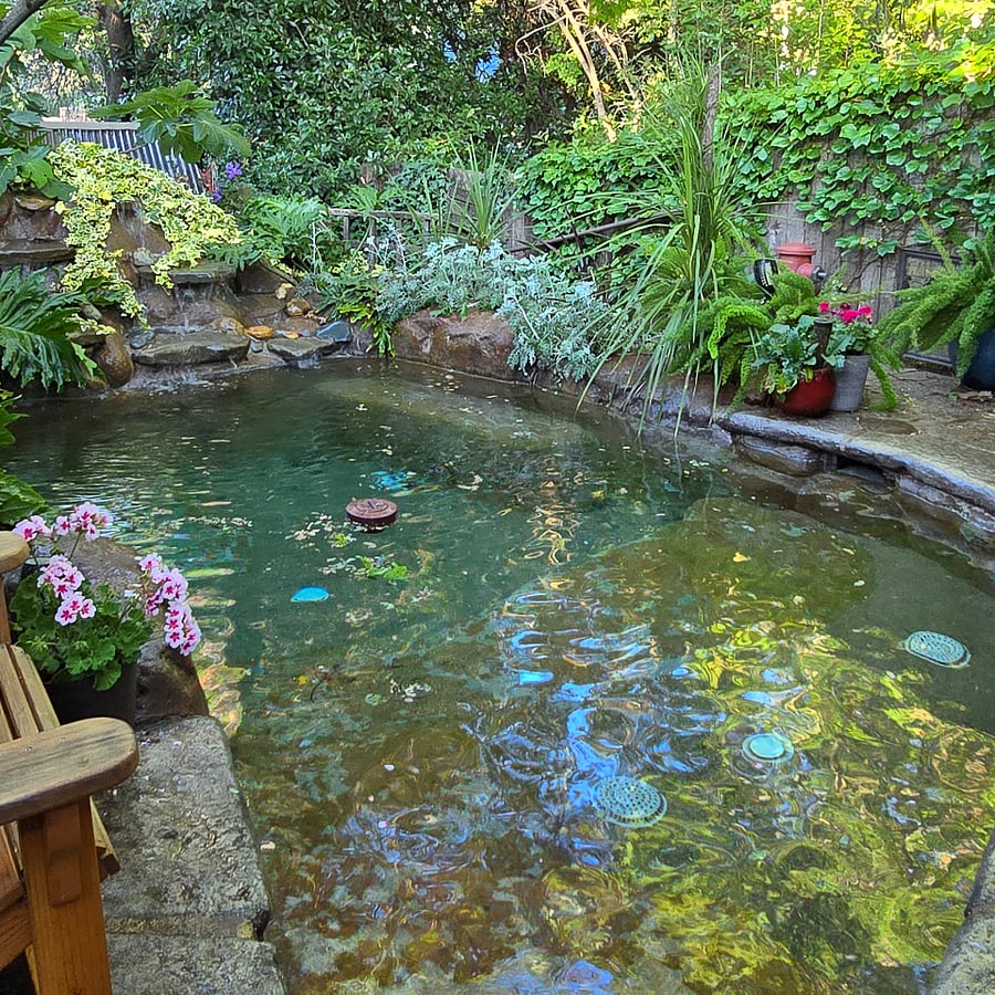 Swimming pool - a natural looking oasis pond.