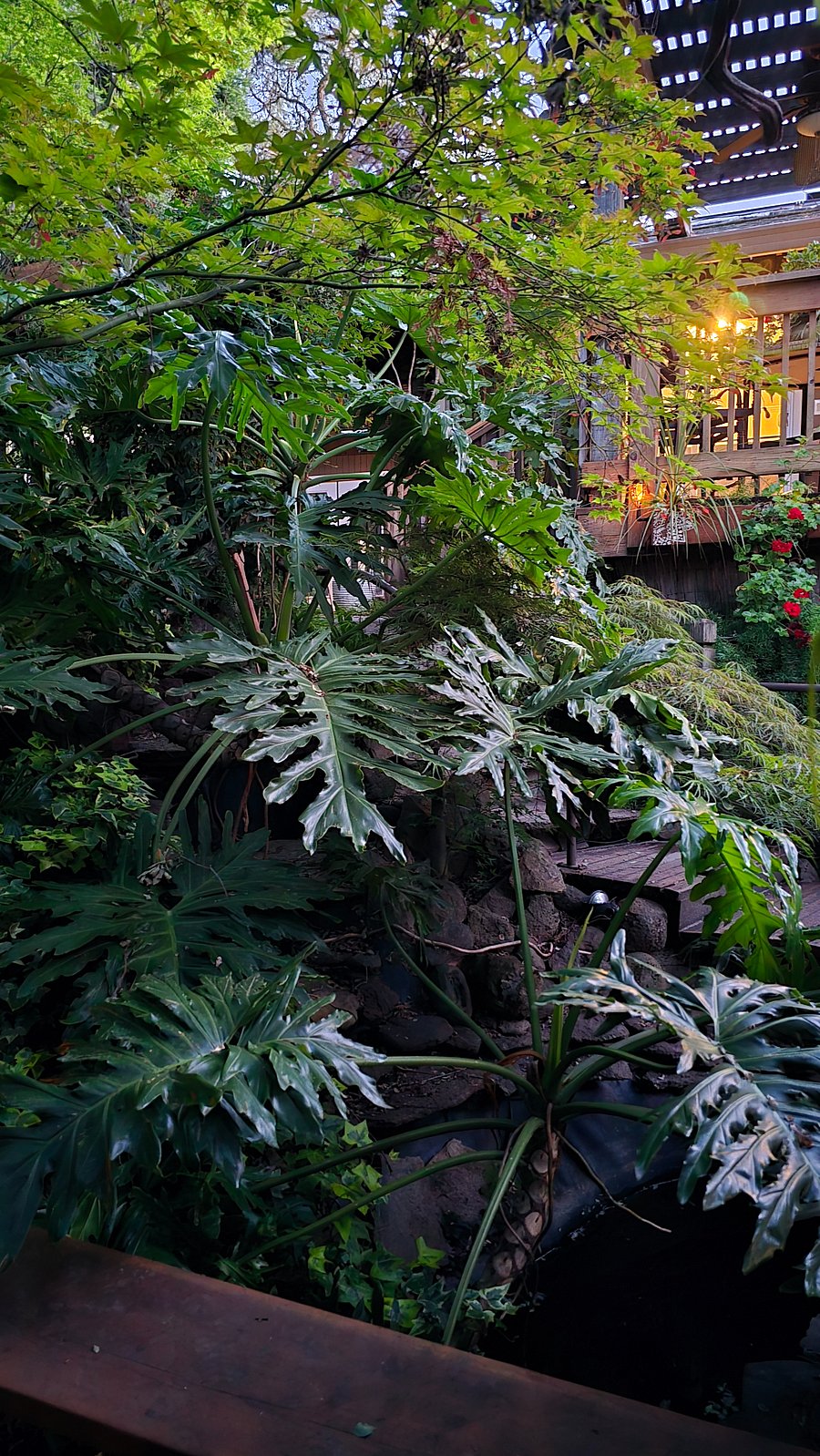 Huge tropical plants