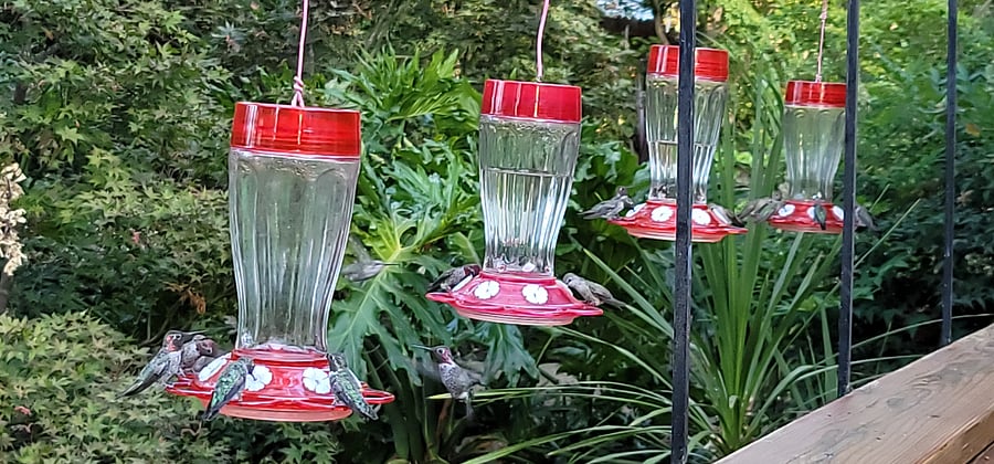 We have a huge hummingbird community that is sure to delight!