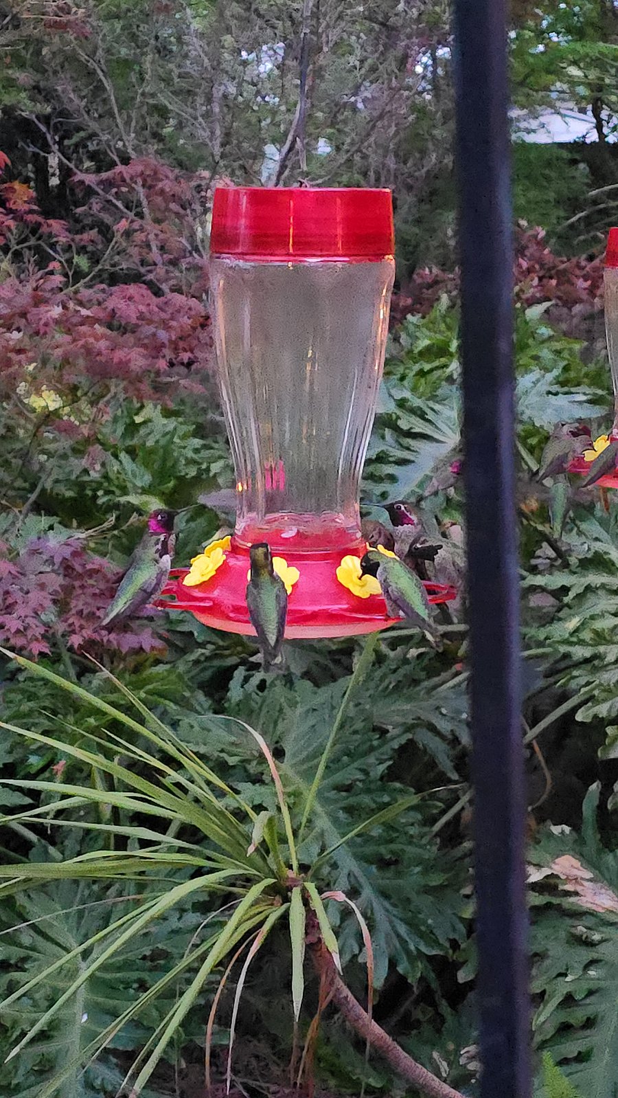So many humming birds!