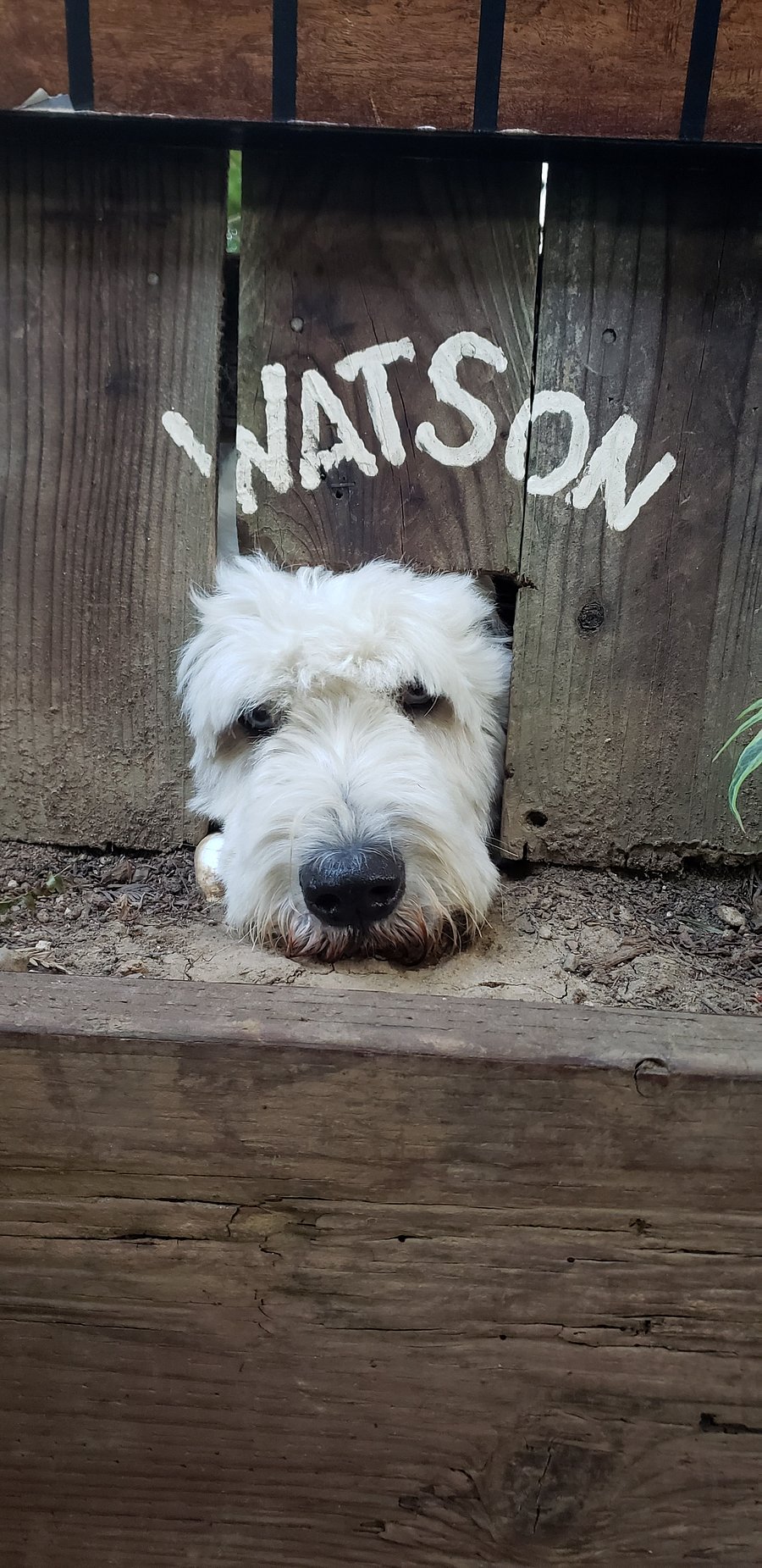This is Watson, the next door neighbors dog. He's very quiet - you will never hear him barking. He's about 7 years old and is the sweetest Old English Sheep dog. He pops his head through this hole looking for treats. He's an absolute love.