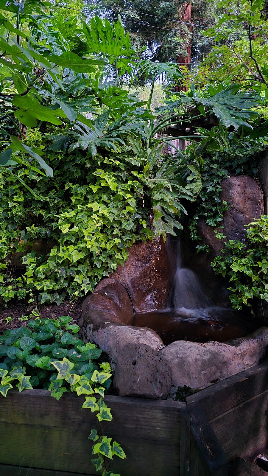 One of many waterfalls in the backyard