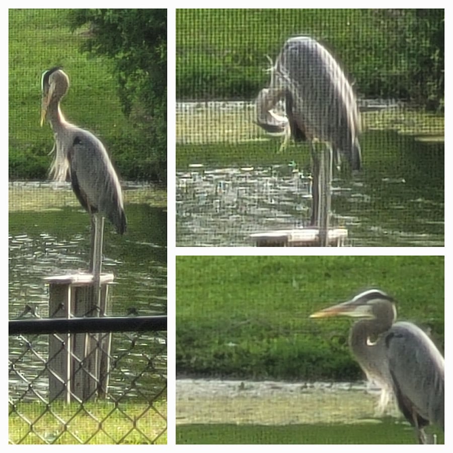 Our resident Blue Heron