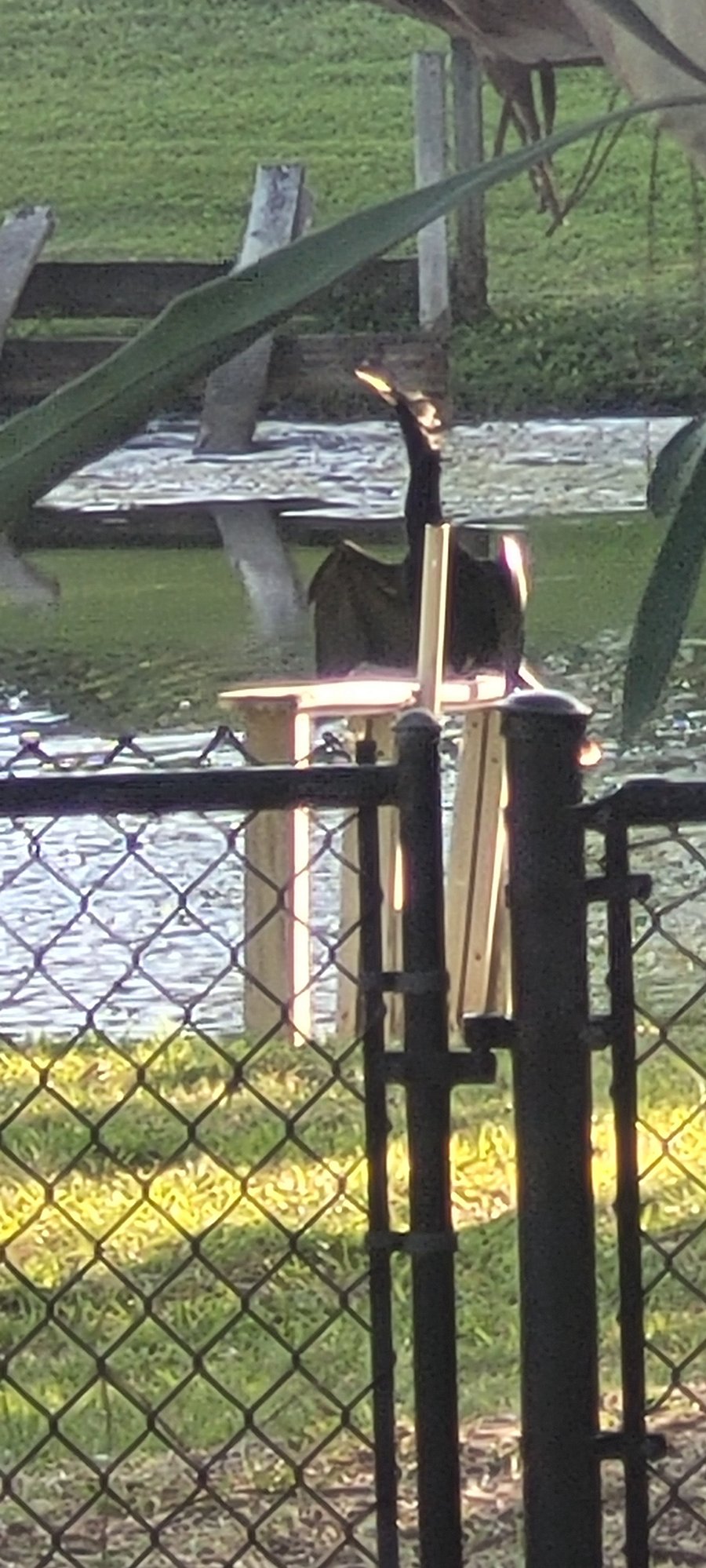 One of our daily visitors: Inhinga aka Snake Bird