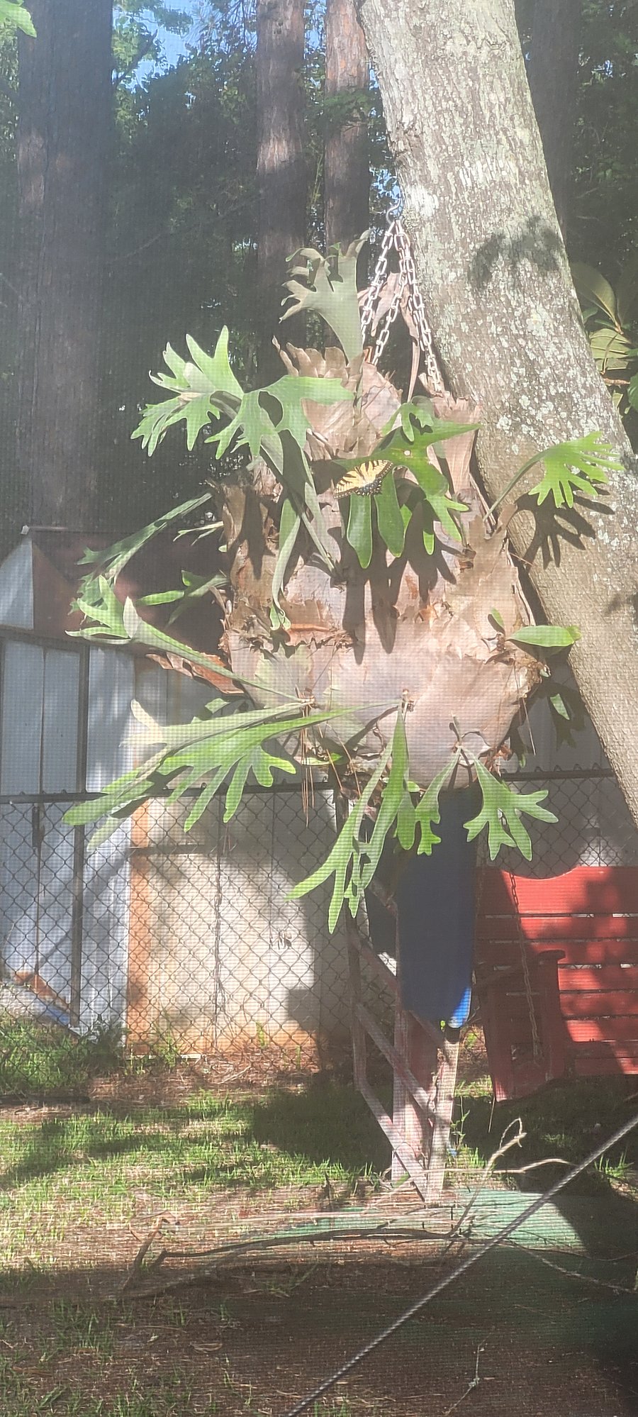 Elk Horn Fern