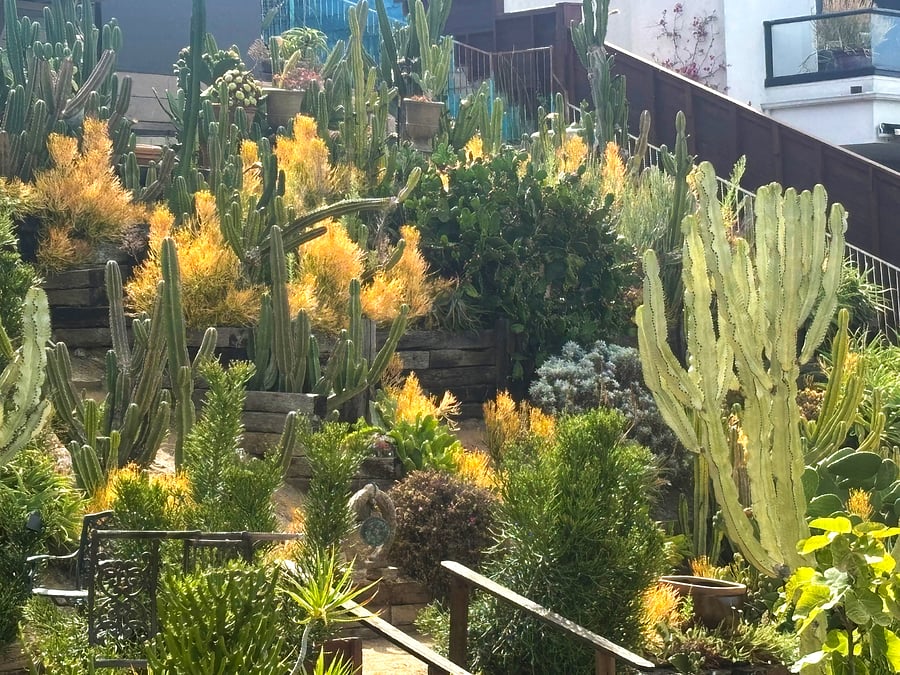 Cactus Garden