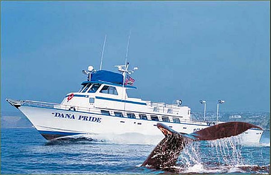 Dana Point Whale Watching & Sport Fishing