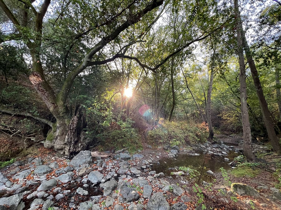 Trails within minutes of home
