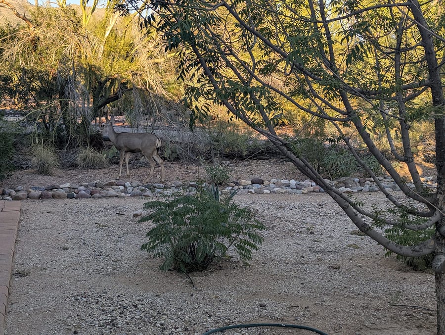 Deers coming often on the right side
