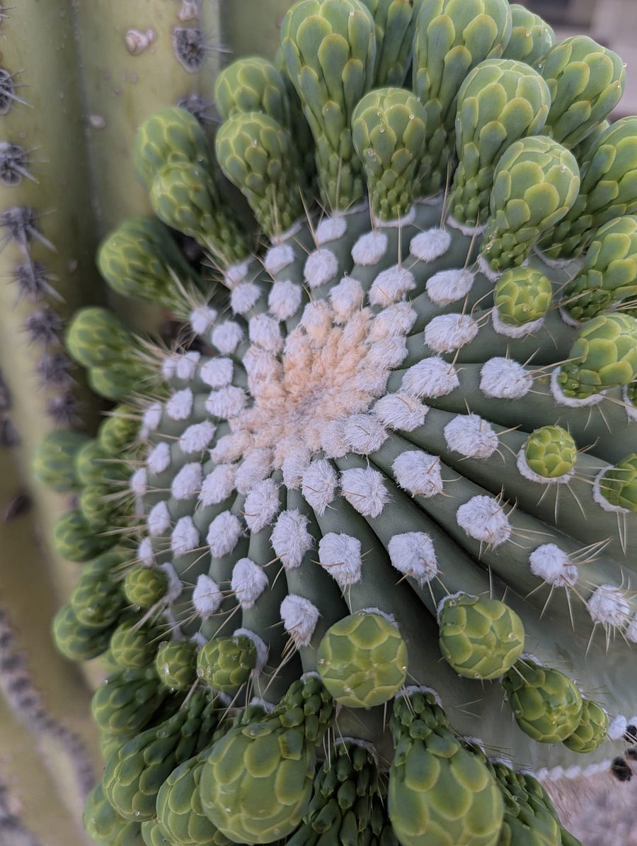 If you like saguaros we have nice ones