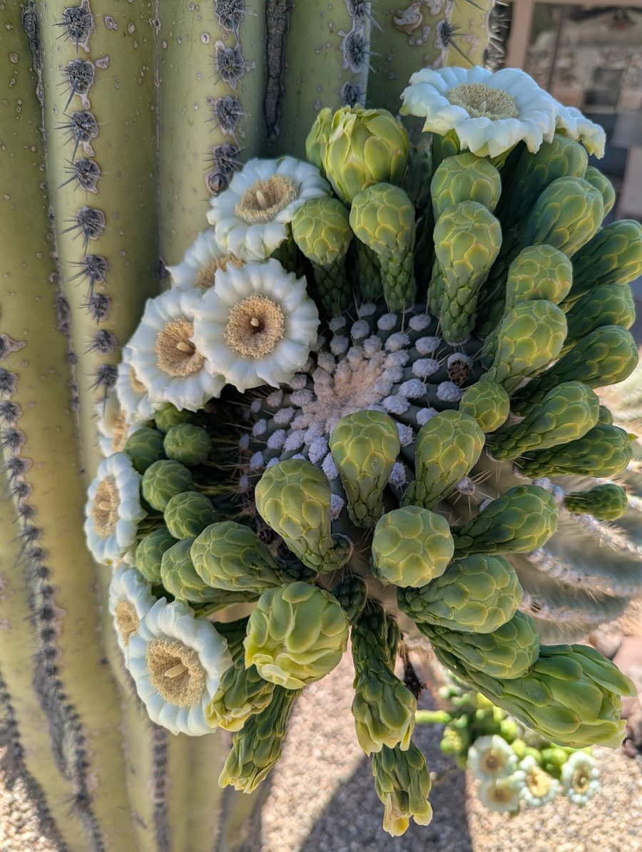 Saguaros spring flower 