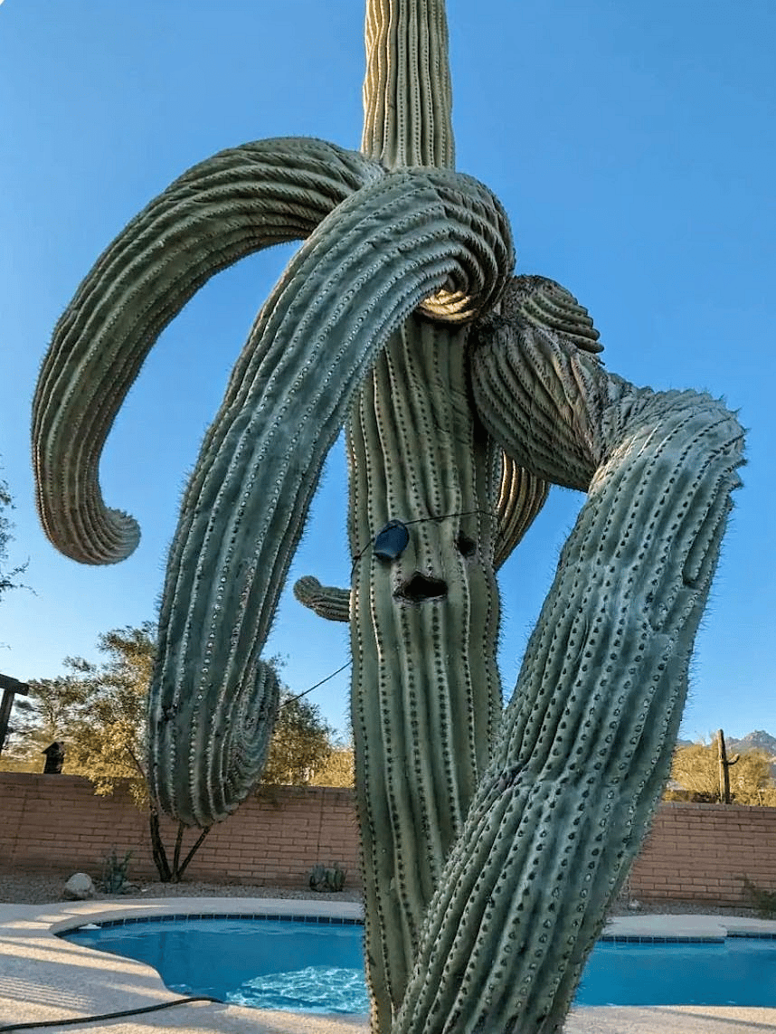 Captain cactus 