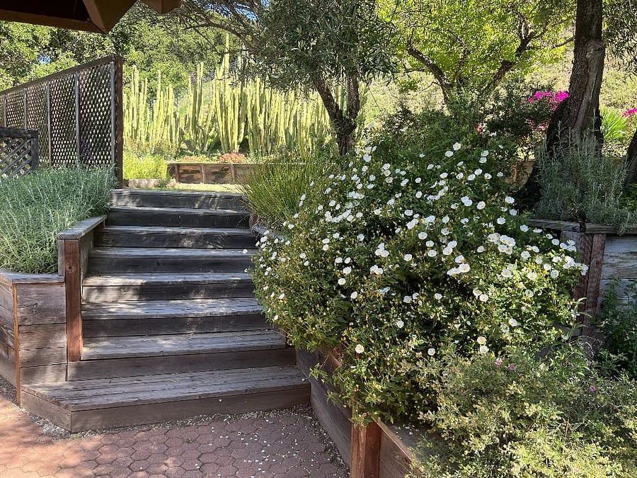Stairs to upper level of back yard.