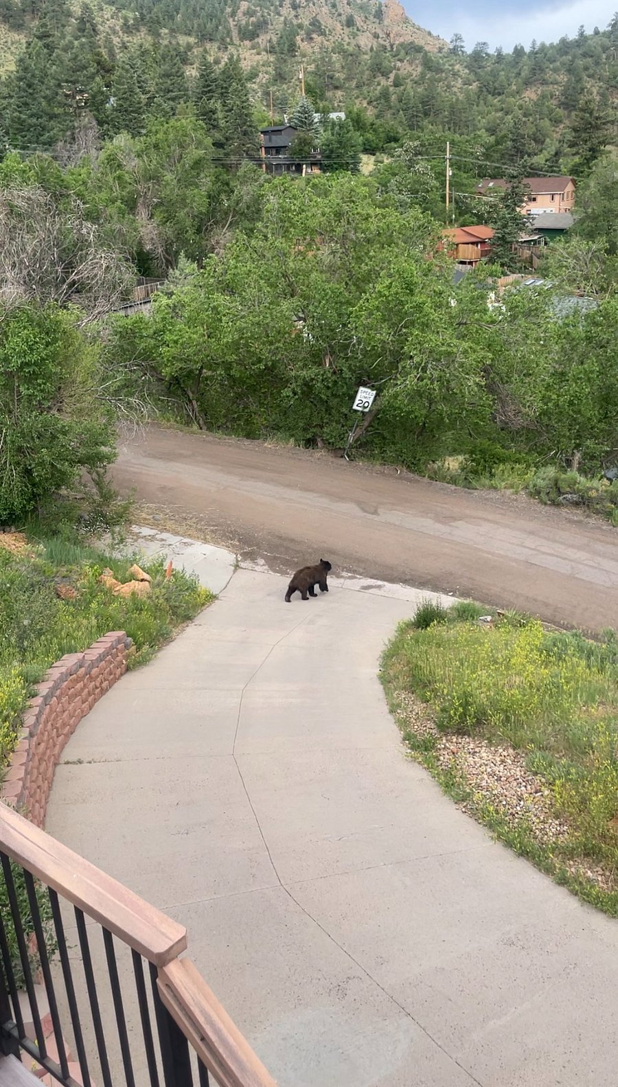 You just might see a bear walking down the driveway!