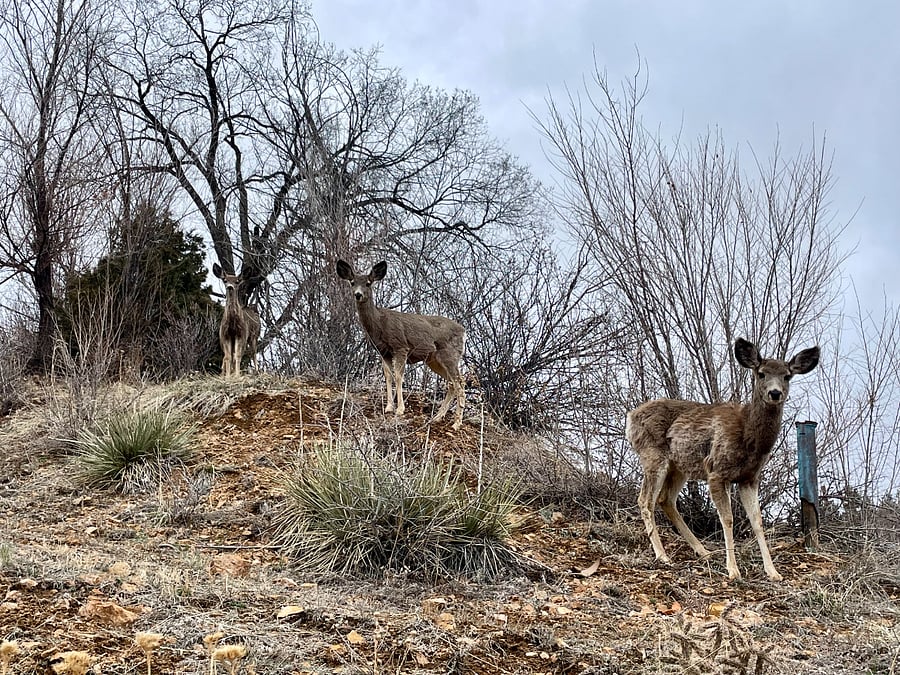 Deer and elk are frequent visitors to the property.