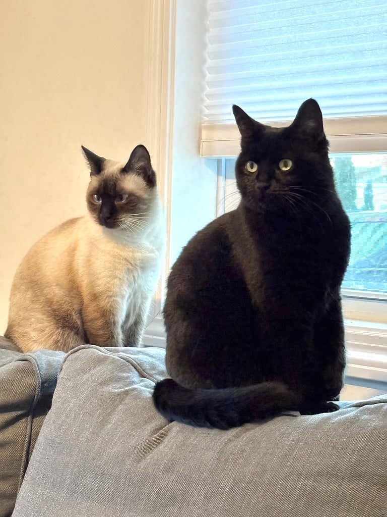 Lily and Calla - housemates!