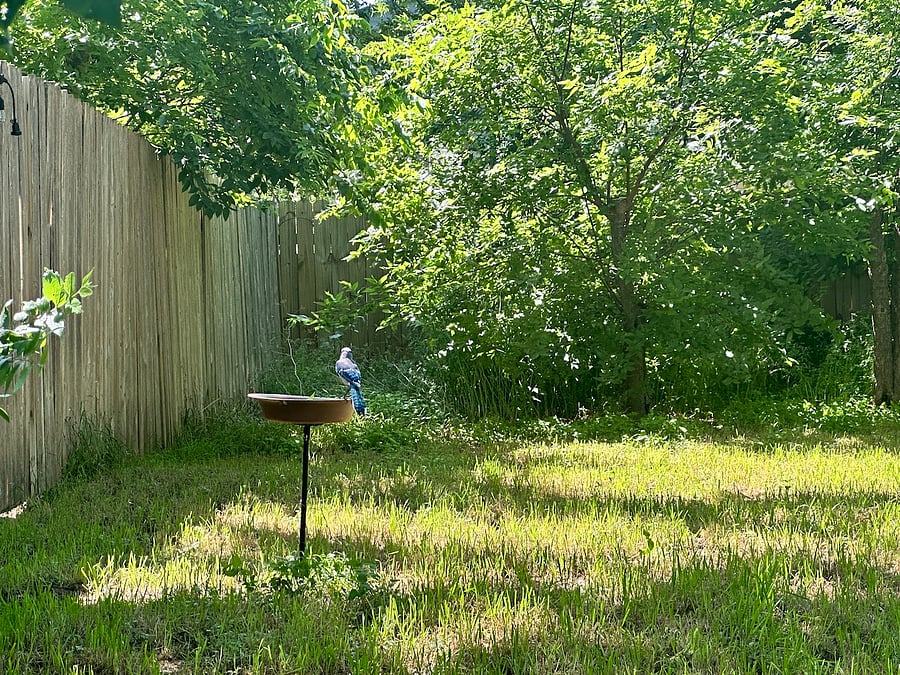 Yard
