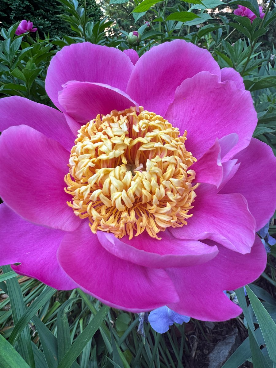 Some of the many perennial blooms