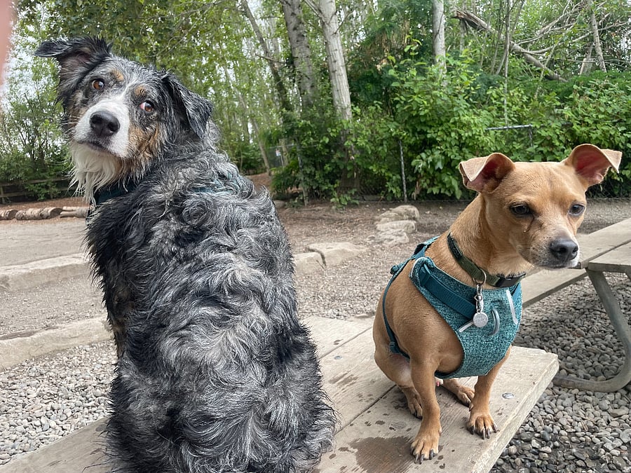 Olive and Alfie (the dogs)! They share the backyard (come from the deck upstairs to the backyard. They may greet you as you come and go. 