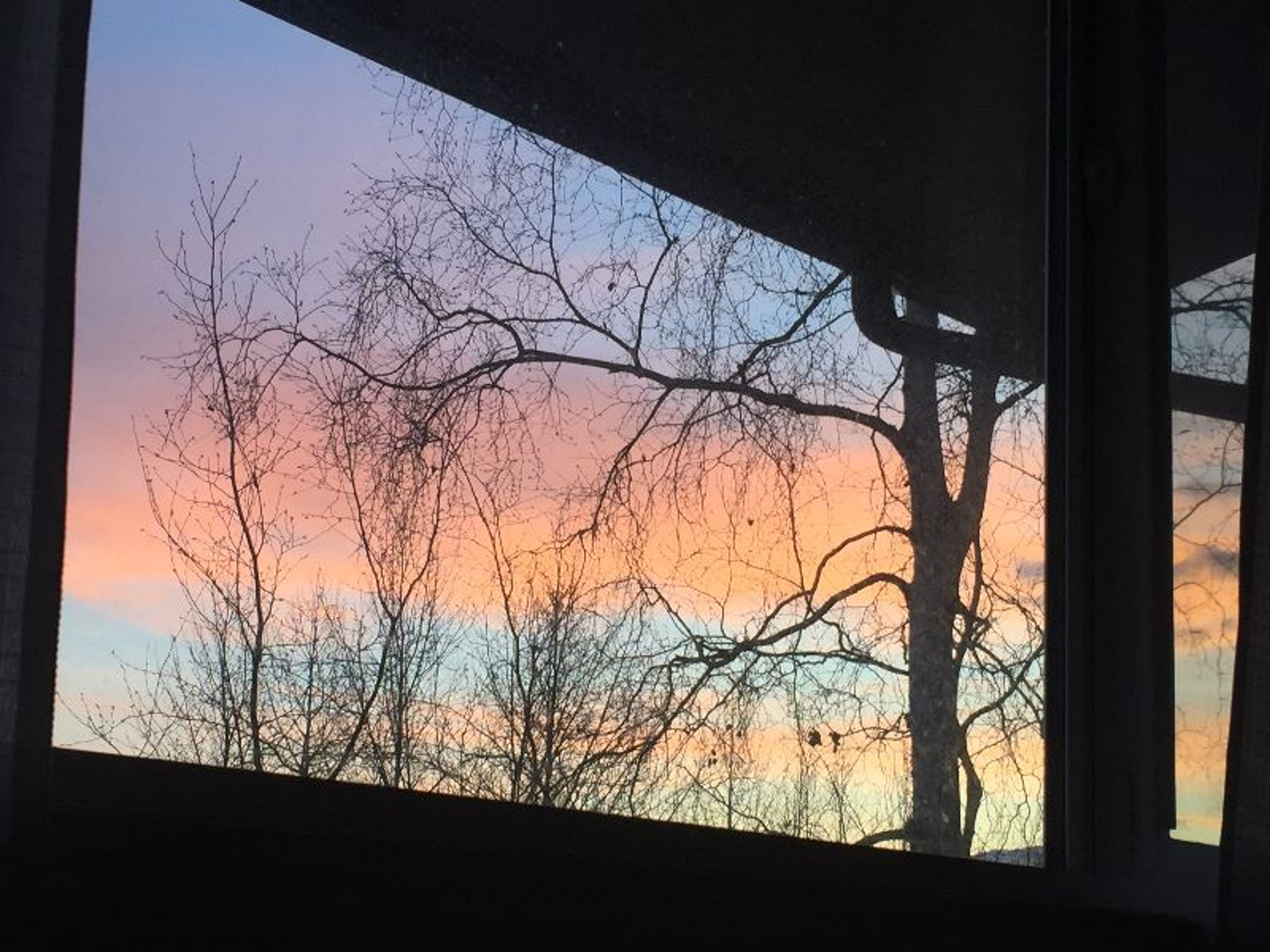 Trees at dusk....